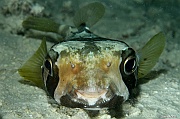 Diodon liturosus Diodon taches aureolees-Praslin Anse petite cour-7m-20190611nuit-Denis-ADER-DSC_9350_tn